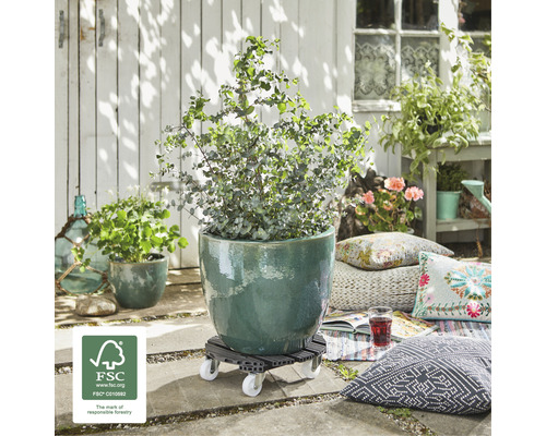 Plant in een pot op een plantenroller buitenshuis