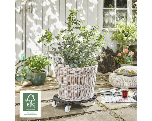 Mand met plant op plantenroller buitenshuis