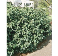 FLORASELF Laurier Prunus lusitanica potmaat 10 L H 80-100 cm-thumb-0