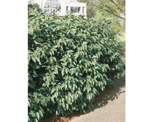 FLORASELF Laurier Prunus lusitanica potmaat 10 L H 80-100 cm-0