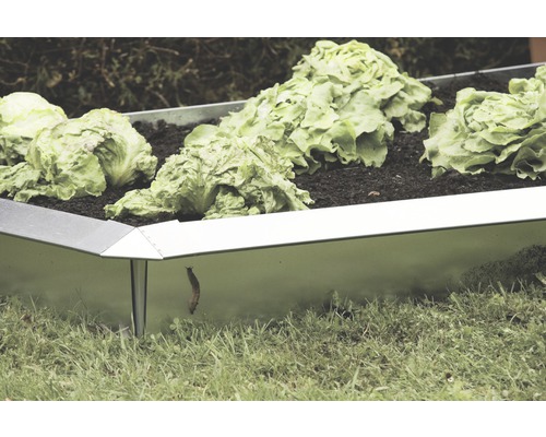 Metalen plantenbak met slaplanten en een slak