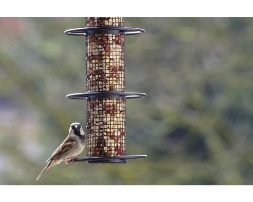 Mus op vogelvoederhuis gevuld met pinda''s