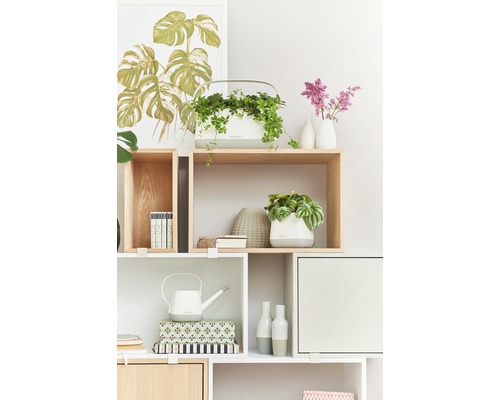 Kast met kamerplanten, decoratie en een gieter