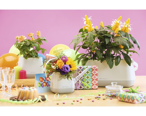 Decoratieve verjaardagstafel met planten in potten, taart, ballonnen en cadeaus
