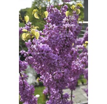 Bloeiende Judasboom met bloemen en bladeren