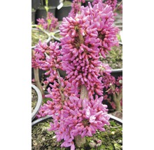 Judasboom met roze bloemen in een pot.