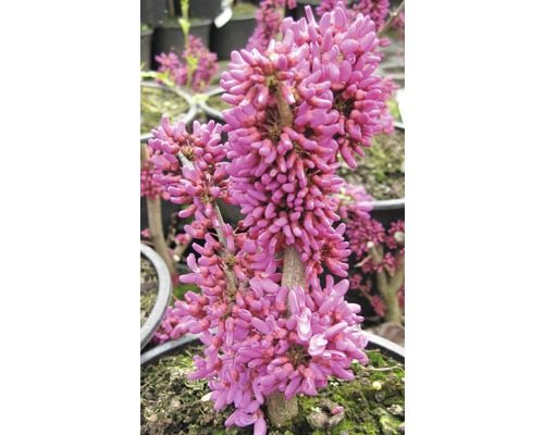 Judasboom met roze bloemen in een pot.