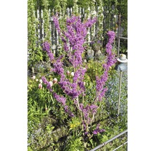 Judasboom in tuin met hek en decoraties