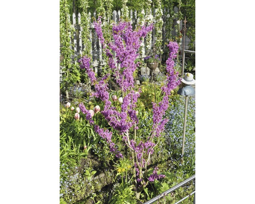 Judasboom in tuin met hek en decoraties