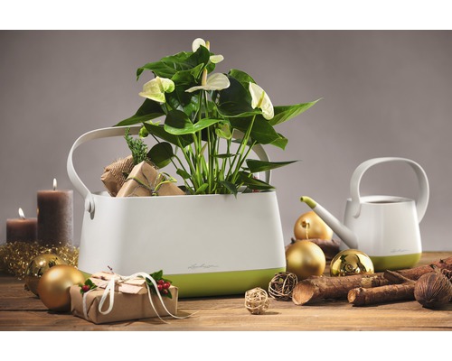Decoratieve kamerplant in witte plantenbak met handvatten, omringd door kerstdecoraties.