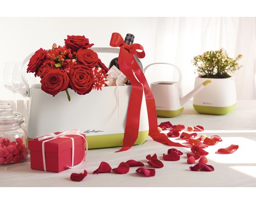 Decoratieve scène met Lechuza plantenbakken, bloemen, cadeau en rozenblaadjes