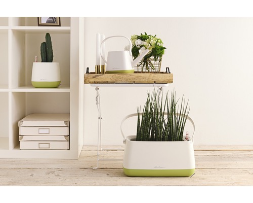 Interieurfoto met planten in bloempotten, gieter en decoratieve elementen op een bijzettafel