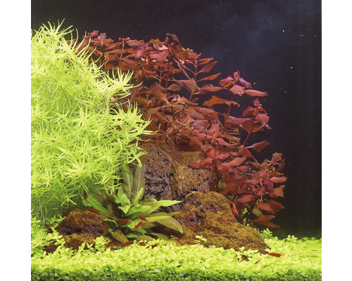 Aquarium ingericht met waterplanten en stenen