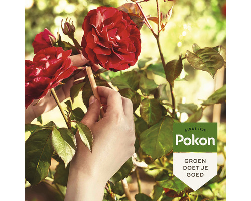 Vrouw bemest rozen met Pokon meststaafjes