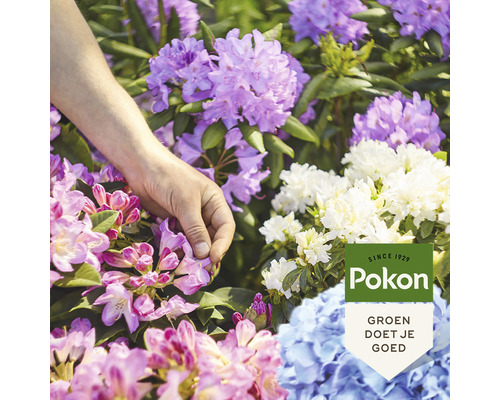 "Hand raakt rododendronbloemen in verschillende kleuren aan