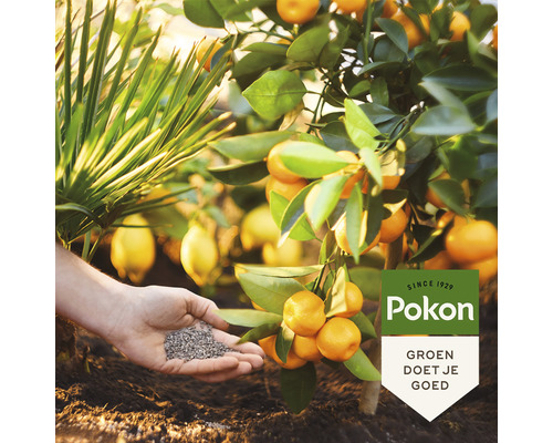 Hand houdt meststof naast citrusplant en Pokon Logo