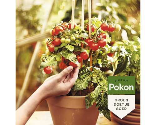 Tomatenplant in pot met hand en Pokon logo