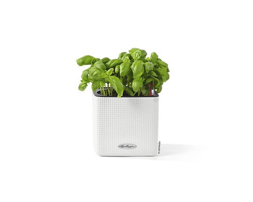 Basilicumplant in witte plantenbak