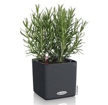 Rozemarijn in een Lechuza plantenbak