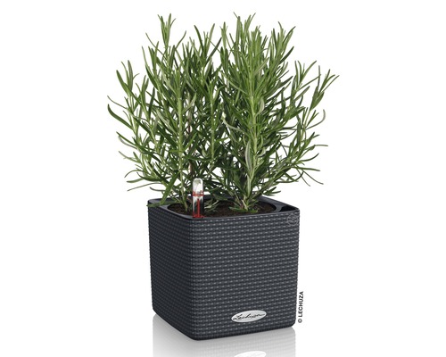 Rozemarijn in een Lechuza plantenbak