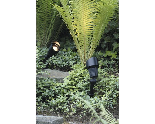 Tuin met planten en twee spots