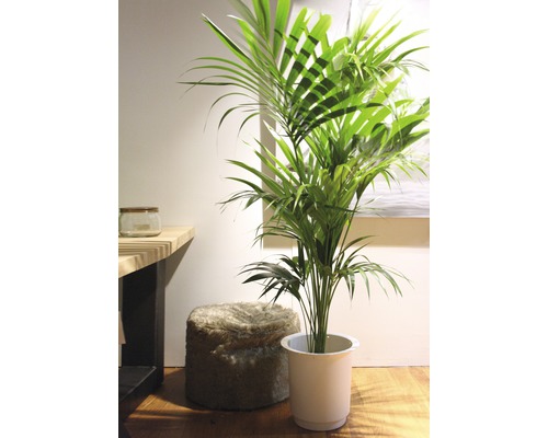 Kamer met Kentia palm in pot, kruk en tafel