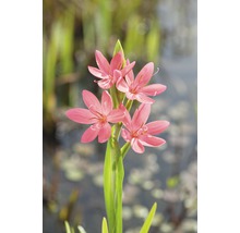 FLORASELF® Moerasgladiool Schizostylis coccinea 'Mrs Hegarty' roze potmaat Ø 9 cm