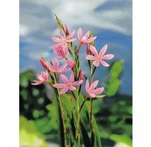FLORASELF® Moerasgladiool Schizostylis coccinea 'Mrs Hegarty' roze potmaat Ø 9 cm