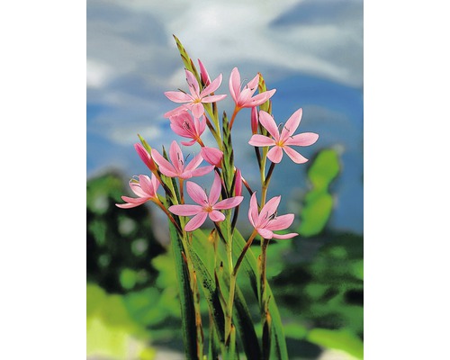Bloeiende Schizostylis Coccinea plant in de tuin
