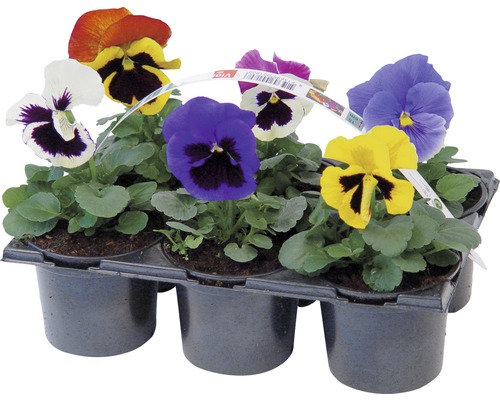 FLORASELF Viooltje Viola per 6 st. FLORASELF Viooltje Viola per 6 st.
