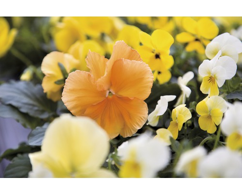 Close-up van viooltjes in geel, oranje en wit