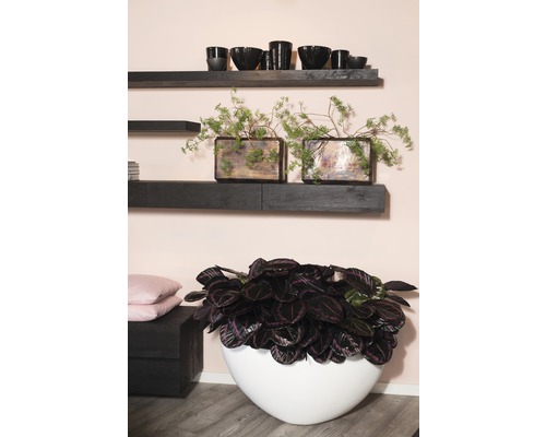 Woonkamer met wandplanken, decoratieve objecten en kamerplanten in plantenbakken.