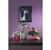 Decoratief arrangement met kamerplanten, fruit en een ingelijste afbeelding aan de muur