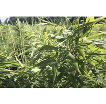 Bamboeplant in de tuin