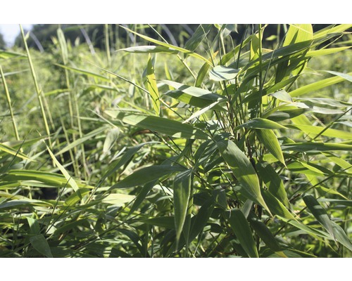 Bamboeplant in de tuin