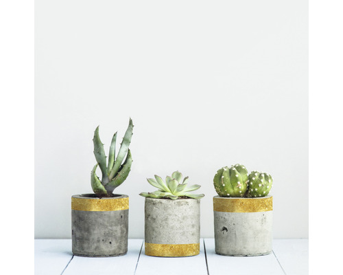 Drie cementpotten met aloë vera, vetplant en cactus