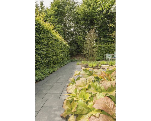 Tuinpad met straatstenen, struiken en bomen