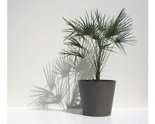 Hennep palm in een pot