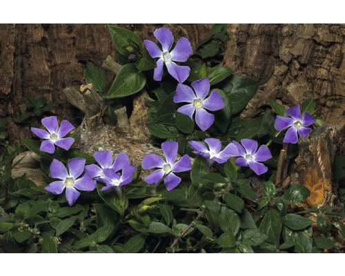 FLORASELF® Kleine maagdenpalm Vinca minor ‘Atropurpurea’ potmaat Ø 9 cm per 6 st Maagdenpalm plant met violette bloemen voor boomschors