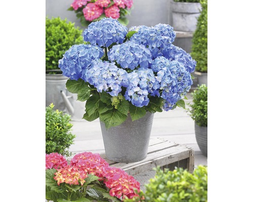 Blauwe hortensia in een metalen emmer op een houten constructie