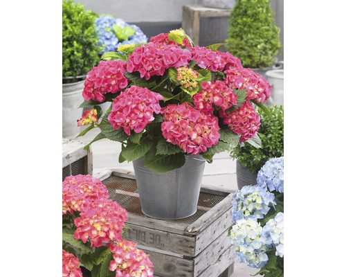 Roze hortensia in metalen emmer op houten kisten