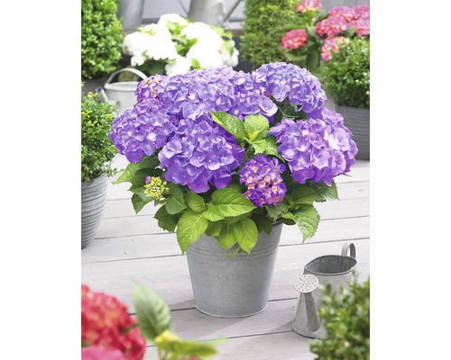 Paarse hortensia in een metalen emmer