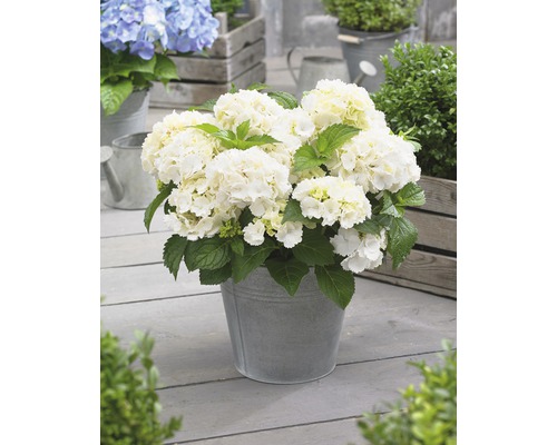 Witte hortensia in zinken emmer voor de tuin