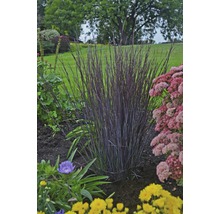 Siergras in de tuinborder met diverse bloemen