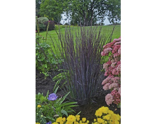 Klein prairiegras Schizachyrium scoparium 'Smoke Signal'® potmaat Ø 19 cm H 45-60 cm