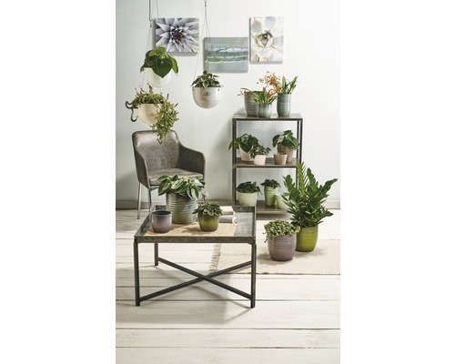 Decoratief interieur met kamerplanten in potten op een tafel, plank en als hangplanten.