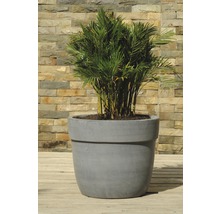 Phoenixpalm in een plantenbak