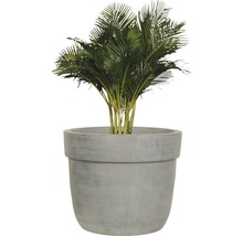 Kentia palm in plantenbak