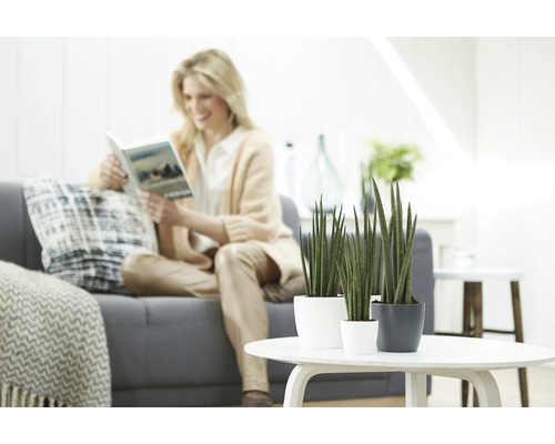 Decoratieve cilinderplanten in potten op een tafel, op de achtergrond een vrouw die een boek leest.