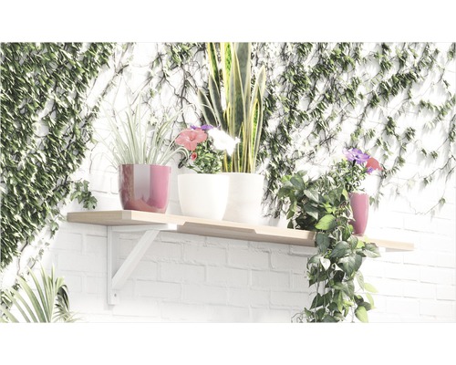 Plank met verschillende potplanten tegen een met klimop begroeide muur.